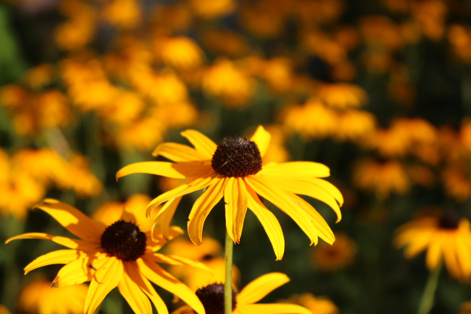 black-eyed susan flowers